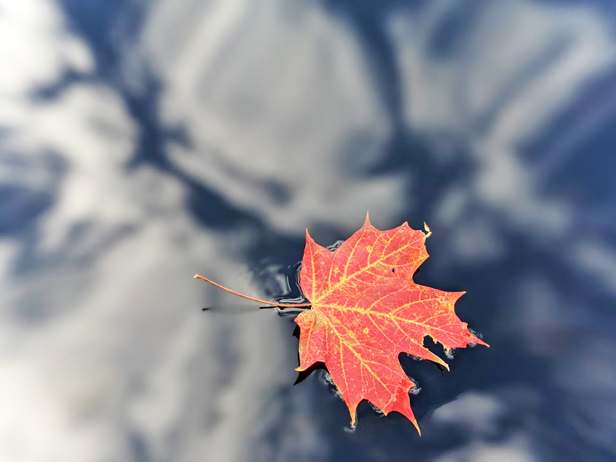 PXL_floatingleaf